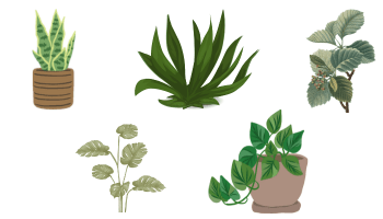 Иконки Растения