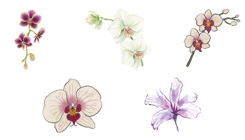 Иконки Орхидея